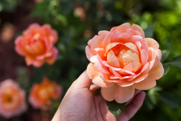 Pomarańczowy Łosoś Róża Pani Shalott Kwitnie Letnim Ogrodzie Angielski David — Zdjęcie stockowe