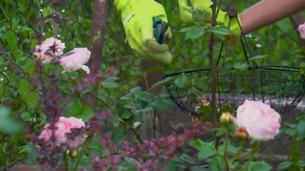 Mulher morrendo Abraham Darby rosas no jardim de verão. Jardineiro cortando flores gastas fora com poda. — Vídeo de Stock