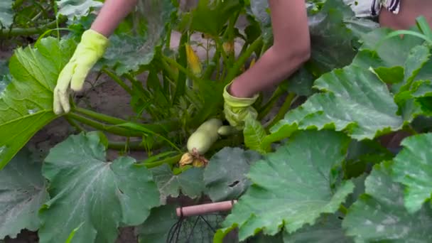 Žena zahradník sklízení cukety v letní zahradě, řezání je se střihačem a jejich uvedení do košíku — Stock video