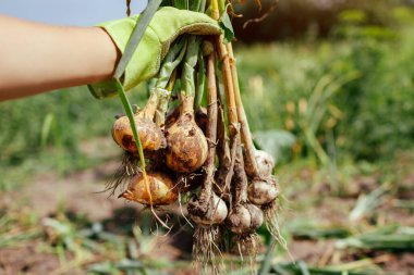 Bahçıvan, yaz bahçesinde soğan ve sarımsak topluyor. Organik tarım
