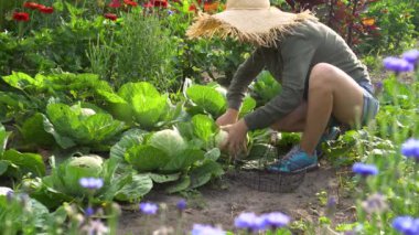 Bahçıvan yaz bahçesinde lahana topluyor, budama ile kesiyor ve sepetin içine sebze ekiyor organik sebzeler ekiyor..