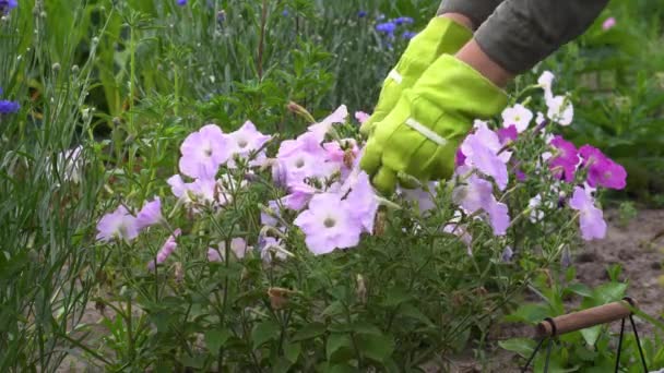 夏の庭でペチュニアに向かう女性 庭師はそれらをバスケットに入れるプルーンで切り花を切りました — ストック動画