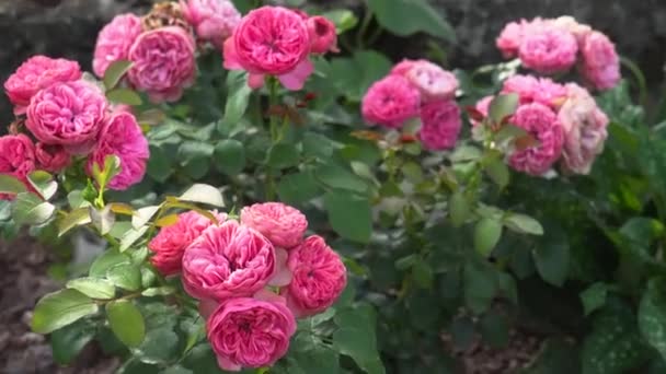 Leonardo Vinci Rosa Quente Florescendo Jardim Verão Meilland Seleção Rosas — Vídeo de Stock