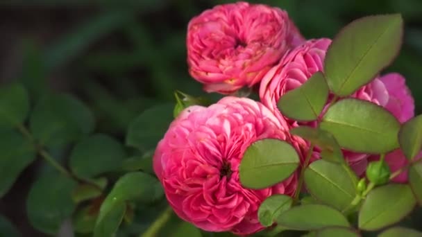 Leonardo Vinci Rosa Caliente Floreciendo Jardín Verano Meilland Selección Rosas — Vídeos de Stock