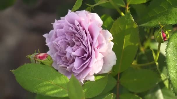 Novalis Lavendel Blommade Sommarträdgården Kordes Urval Rosor Blommor — Stockvideo