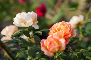Turuncu somon gülü Shalott 'un hanımı yaz bahçesinde çiçek açıyor. İngiliz Austin seçim güller çiçek