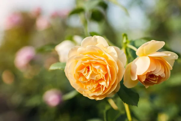 Żółta Róża Graham Thomas Kwitnący Ogrodzie Letnim Angielski Austin Wybór — Zdjęcie stockowe