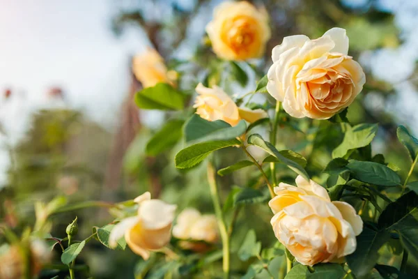 Żółta Róża Graham Thomas Kwitnący Ogrodzie Letnim Angielski Austin Wybór — Zdjęcie stockowe