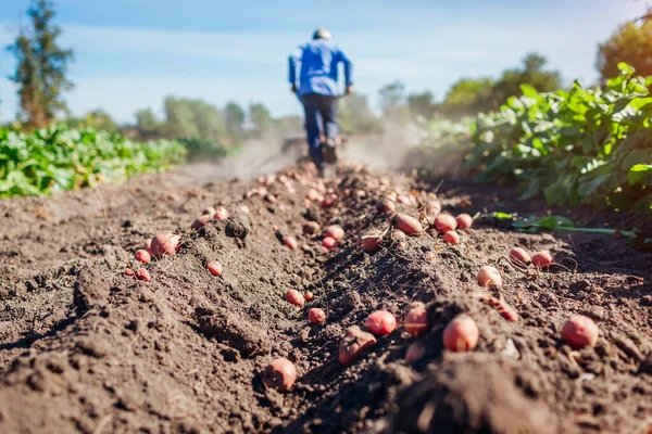 Senior Farmář Řídí Malý Traktor Pro Obdělávání Půdy Kopání Brambor — Stock fotografie