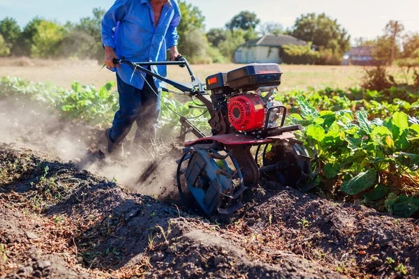 Farmář Řídí Malý Traktor Pro Obdělávání Půdy Kopání Brambor Podzimní — Stock fotografie