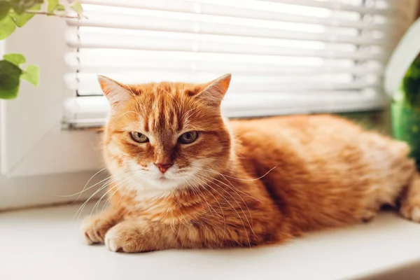 Ginger Gato Deitado Peitoril Janela Casa Pela Manhã Pet Desfrutar — Fotografia de Stock