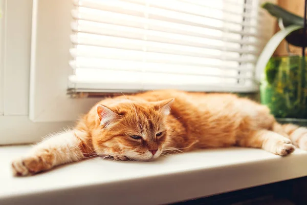 Ginger Cat Lying Window Sill Home Morning Pet Enjoying Sun — Stock Photo, Image