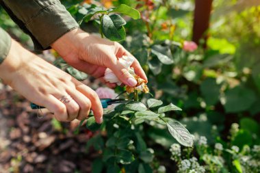 Woman deadheading spent rose hips in summer garden. Gardener cutting wilted flowers off with pruner. Outdoor hobby activities clipart