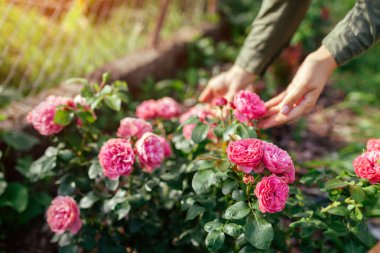Leonardo da Vinci yaz bahçesinde açan pembe bir gül. Bahçıvan çiçekleri sever. Meilland seçim gülleri