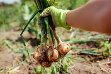 Bahçıvan, yaz bahçesinde soğan topluyor. Elinde sebze topluyor. Çiftlikte organik gıda yetiştiriyor.