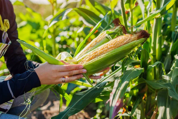 Gardener checks and picks corn in summer garden. Harvesting vegetables on farm. Healthy organic food