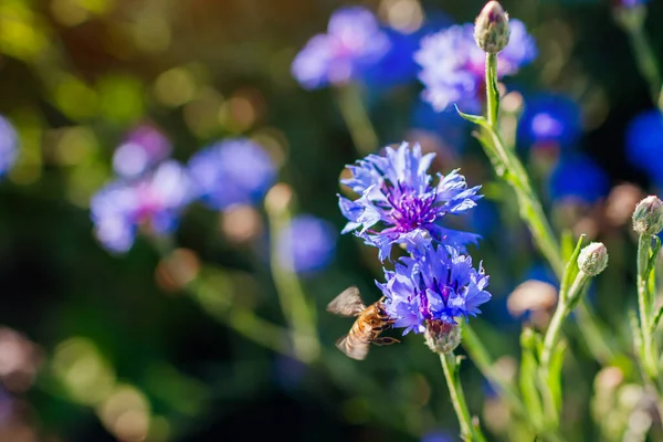 Close-up van bachelor knoppen bloemen met bij bestuiving het op zonnige ochtend in de zomer tuin — Stockfoto