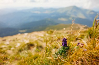 Karpatlar 'da zehirli mor bir Aconite ile yaz dağlarının manzarası, otların içinde açan keşişler. Doğal alan çayır arkaplanı