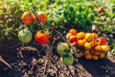 Sepette domates topluyorum. Sonbahar yaz sebze mahsulü topluyorum. Çiftçilik, bahçıvanlık, sağlıklı yiyecekler.