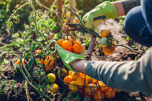 Woman farmer harvesting tomatoes cutting branch with pruner. Gardener puts vegetables in basket. Eco farm. Fall crop