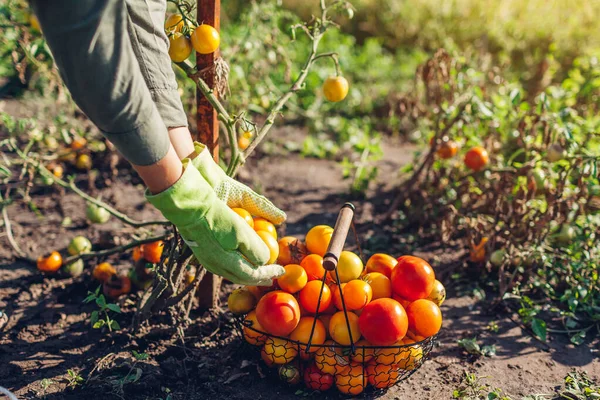 Wanita Petani Menaruh Tomat Dalam Keranjang Peternakan Musim Panas Memetik — Stok Foto