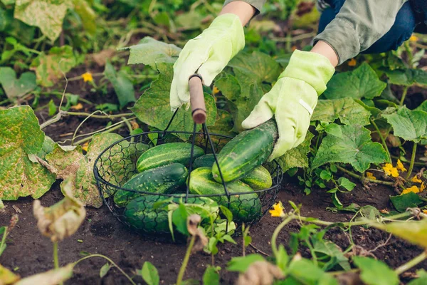 Petani Wanita Memanen Mentimun Kebun Dapur Tukang Kebun Menempatkan Sayuran — Stok Foto