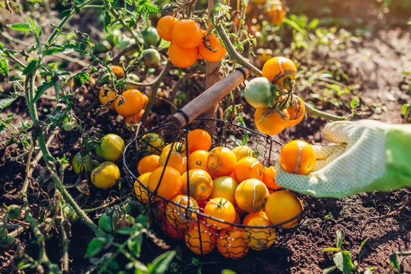 Wanita Petani Menaruh Tomat Kuning Keranjang Pertanian Musim Panas Memetik — Stok Foto