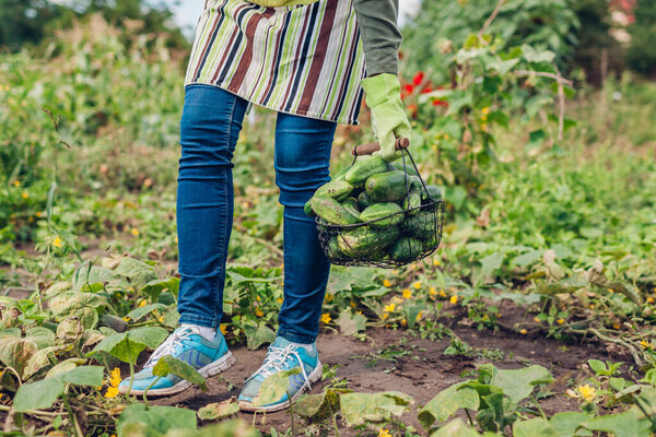 Farmer holding basket full of cucumbers. Gardener harvesting vegetables. Summer crop. Growing healthy organic food. Agriculture