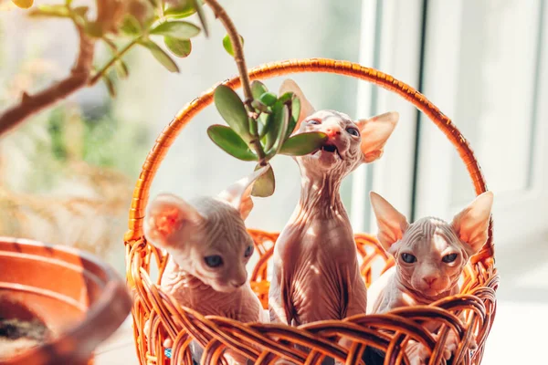 Trois chatons sphynx canadiens assis dans le panier sur le rebord de la fenêtre à la maison. chat mordre plante maison jouer avec branche. — Photo