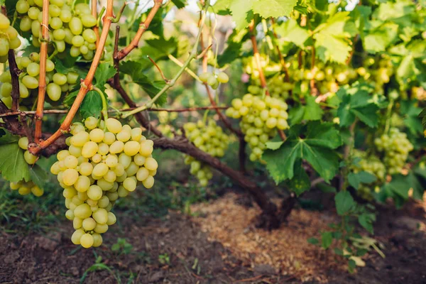 Cultivo Otoñal Uvas Mesa Vostorg Granja Ecológica Uvas Verdes Delicia — Foto de Stock