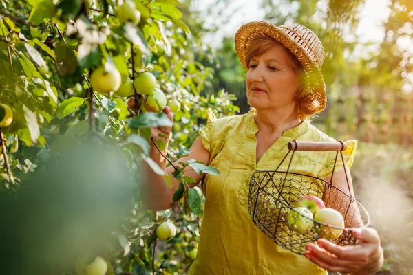 Senior woman gathering ripe organic apples in summer orchard. Farmer putting fruits in metal basket. Gardening and farming