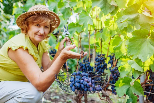 Фермер збирає урожай винограду на екологічній фермі. Жінка, що ріже синій столовий виноград з кошиком для нарізки — стокове фото