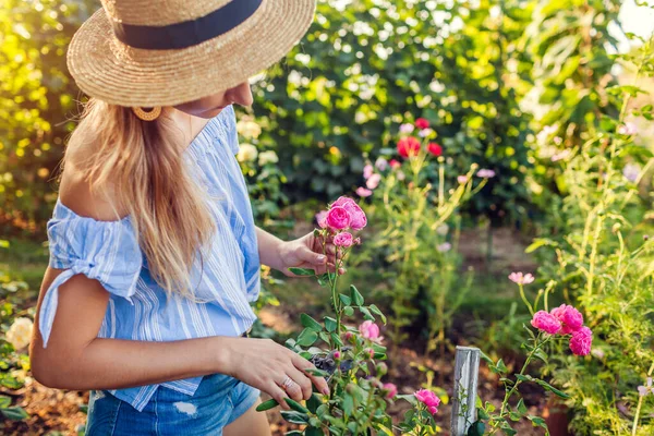 Ogrodnik zbierający kwiaty w letnim ogrodzie. Młoda kobieta obcinająca róże śliwką. Koncepcja ogrodnictwa — Zdjęcie stockowe