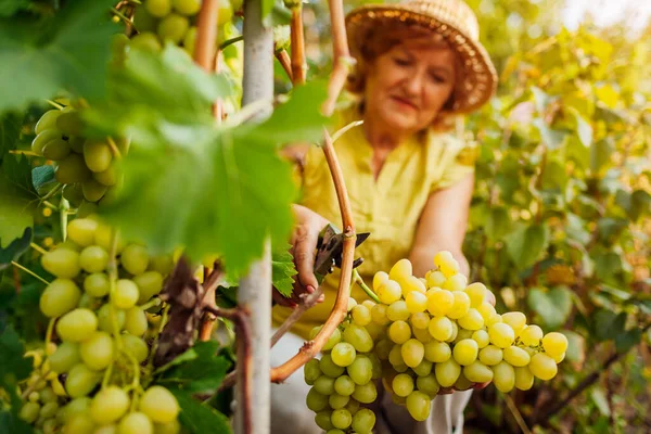 Старший фермер збирає урожай винограду на екологічній фермі. Жінка, що ріже зелений столовий виноград з промивальником — стокове фото