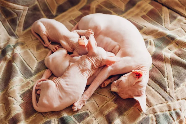 Three Sphynx Kittens Drinking Sucking Mother Milk Home Cat Family — Stock Photo, Image