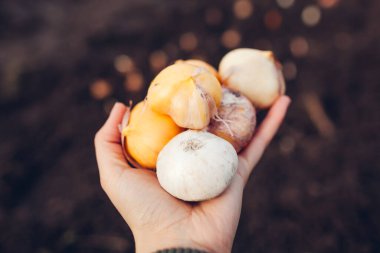 Allium ampulleri ekim sırasında düşer. Kadın bahçıvan elinde ampullerle toprağı boylamaya hazır bekliyor. Sonbahar bahçe işleri