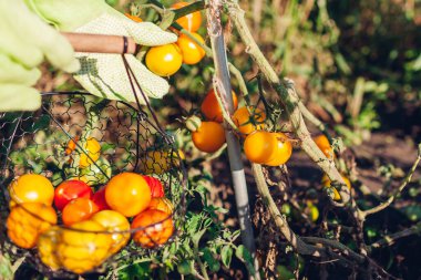 Çiftçi kadın sarı domatesleri yaz çiftliğinde sepete koyuyor. Sonbahar sebze hasadı topluyorum. Eko çiftliğinde hasat zamanı