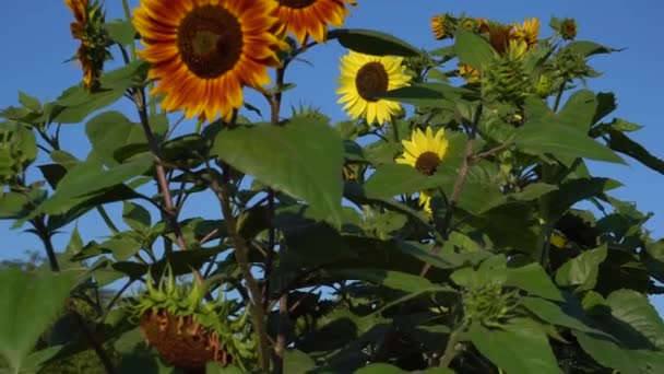 정원에서는 오렌지와 해바라기가 벌들이 날아다니는 하늘을 배경으로 오릅니다 가운데가 노란색 — 비디오