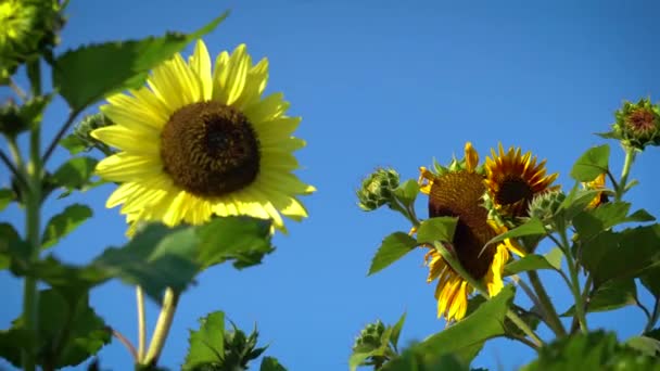 Sonnenblumen Blühen Sommergarten Vor Blauem Himmel Hellgelbe Zitronenfarbene Blütenblüte Mit — Stockvideo