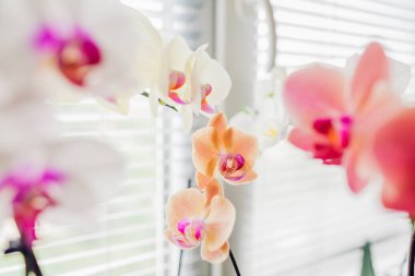 Beyaz Atlı Süvari, turuncu altın elma, pencere pervazında mercan Narbonne orkidesi. Ev çiçekleri büyür. Bahçıvanlık hobisi