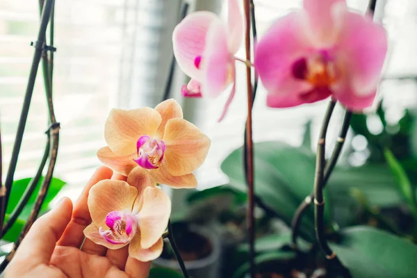 Mulher Gosta Flores Orquídea Peitoril Janela Menina Cuidando Plantas Casa — Fotografia de Stock