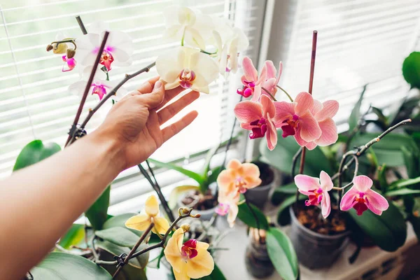 Жінка Полюбляє Квітки Орхідей Підвіконні Догляд Домашніми Рослинами Помаранчеве Золоте — стокове фото