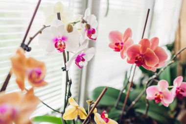 Beyaz ve mor atlı aygır, pencere pervazında mercan Narbonne orkidesi. Ev çiçekleri büyür. Bahçıvanlık hobisi
