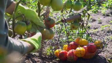 Çiftçi yaz çiftliğinde sarı domatesleri sepete koyuyor. Sonbahar sebze hasadı topluyorum. Eko çiftliğinde hasat zamanı