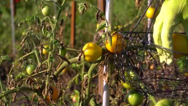 农场主在夏天的农场里把黄色的西红柿放进篮子里 采摘秋天的蔬菜 生态农业收获时间 — 图库视频影像