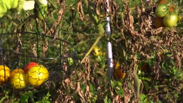 Landwirt Legt Gelbe Tomaten Korb Auf Sommerbauernhof Herbsternte Von Gemüse — Stockvideo