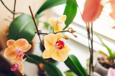 Sarı Asya altınına yakın plan, pencere pervazında altın elma orkidesi. Ev çiçekleri büyür. Bahçıvanlık hobisi