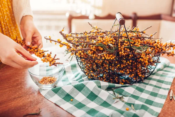 Vrouw strippen duindoorn bessen van takken thuis en zet het in kom. Gezond fruit — Stockfoto