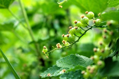yeşil kuş üzümü