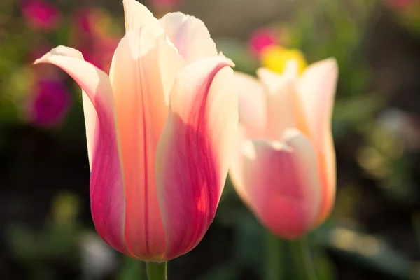 Tender pink tulips — Stock Photo, Image